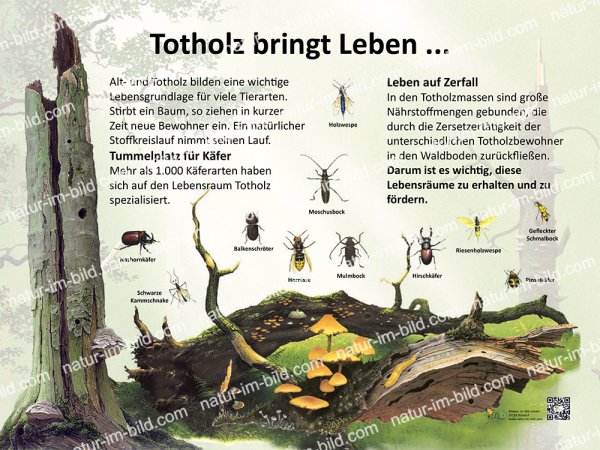 Totholz bringt Leben...