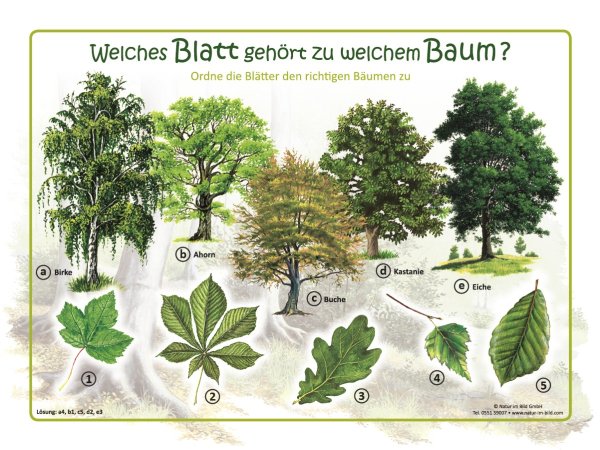 Welches Blatt gehört zu welchem Baum?