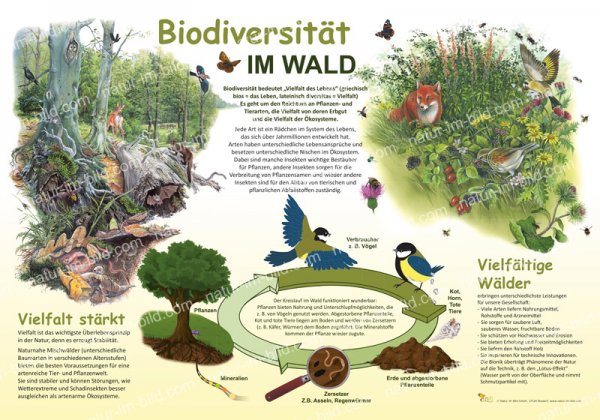 Biodiversität im Wald