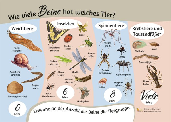 Wie viele Beine hat welches Tier?