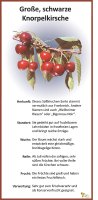 Große, schwarze Knorpelkirsche