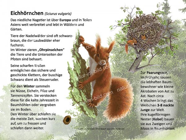 Eichhörnchen
