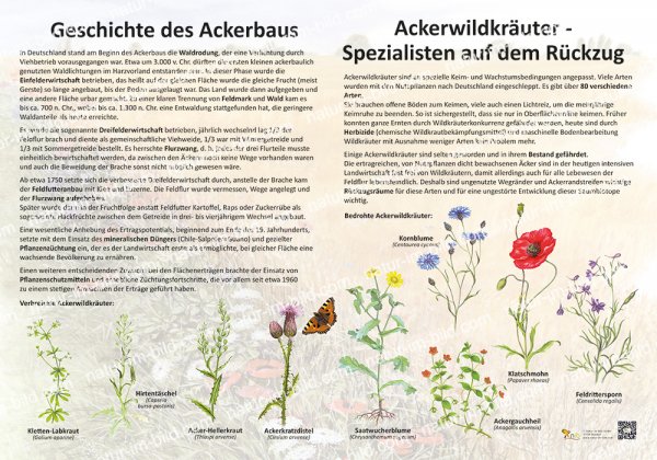 Geschichte des Ackerbaus und Ackerwildkräuter