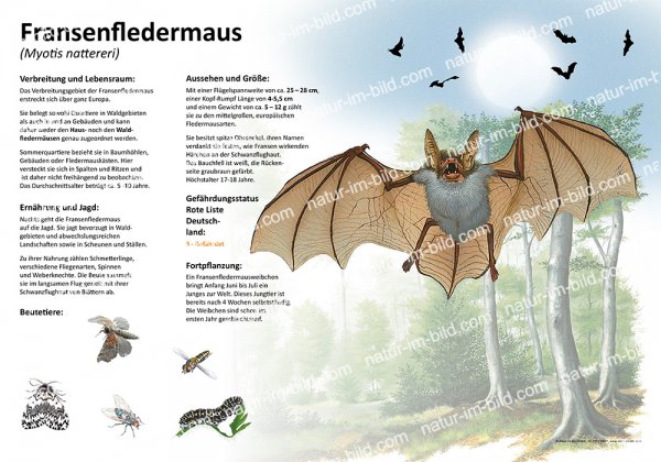 Fransenfledermaus
