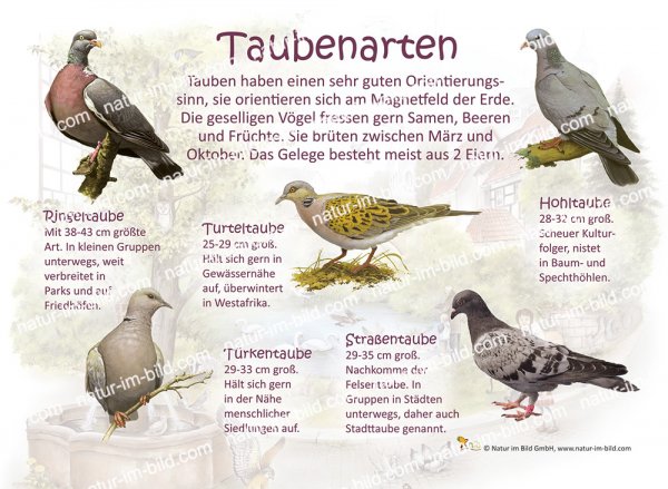 Taubenarten