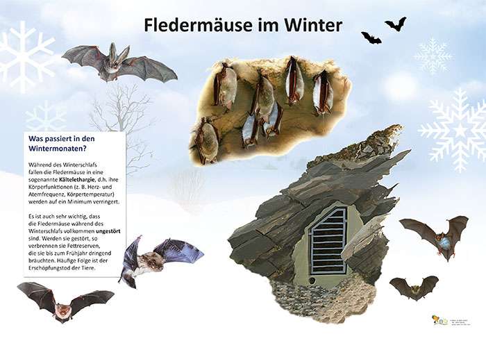 Was Macht Die Fledermaus Im Winter shop.natur-im-bild.com