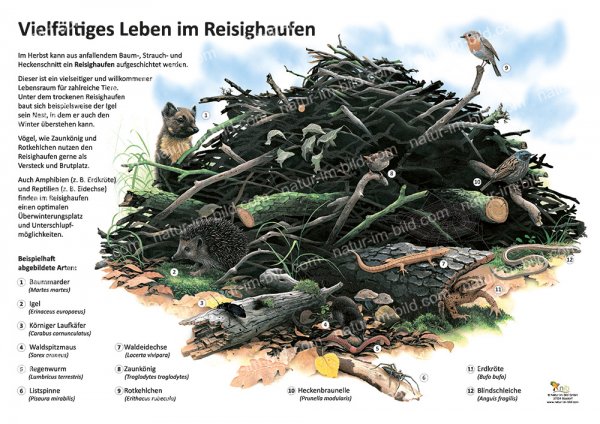 Vielfältiges Leben im Reisighaufen