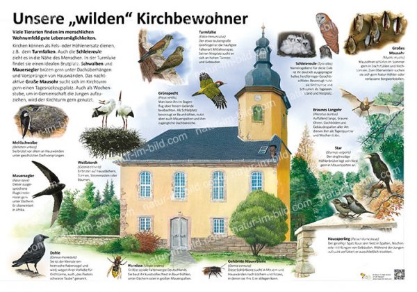 Unsere "wilden" Kirchbewohner