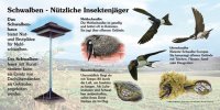 Schwalben