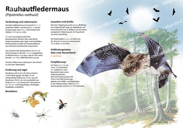 Rauhautfledermaus