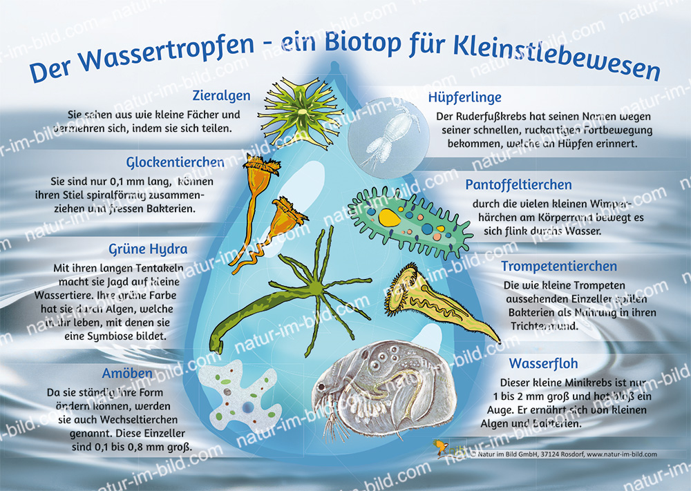 Der Wassertropfen - ein Biotop für Kleinstlebewesen | Natur im Bild ...