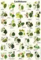 Laub- und Nadelbäume | Pflanzen | Lehrtafeln | Natur im Bild Lehrtafeln