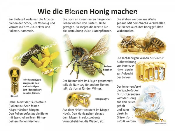 Wie die Bienen Honig machen