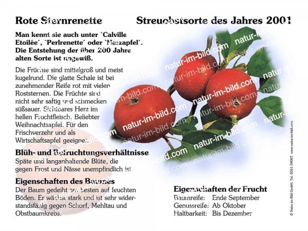 Rote Sternrenette