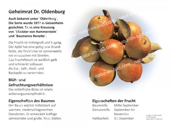 Geheimrat Dr. Oldenburg