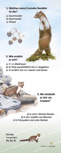Steinmarder