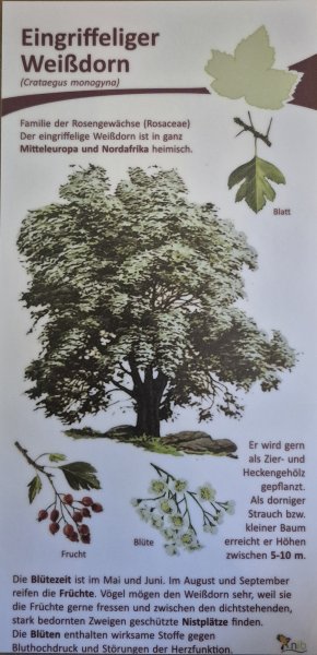 Eingriffliger Weißdorn