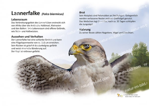 Lannerfalke