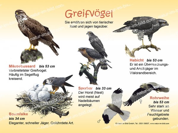 Greifvögel