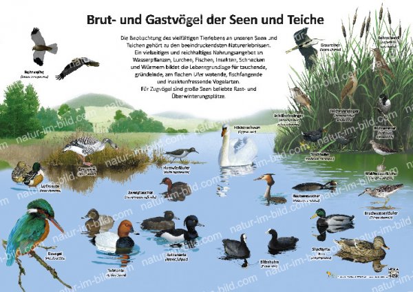 Brut- und Gastvögel der Seen und Teiche