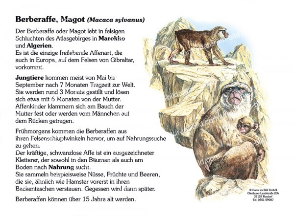 Berberaffe