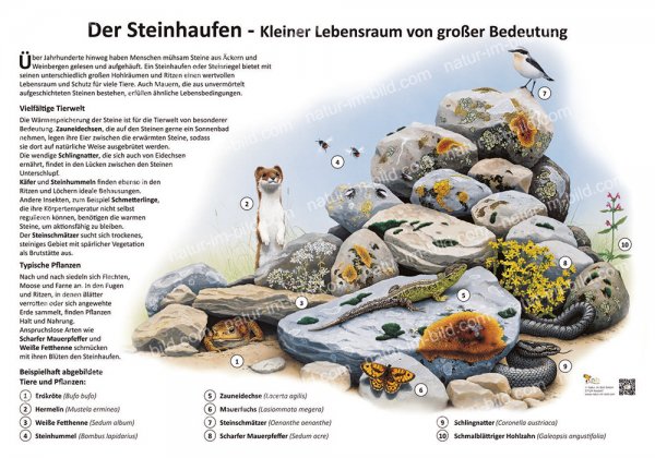 Der Steinhaufen - Kleiner Lebensraum von großer Bedeutung