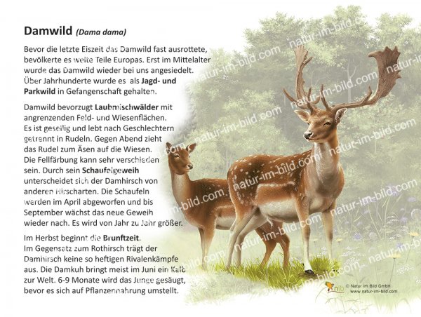 Damwild