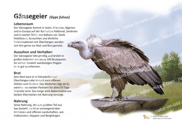 Gänsegeier