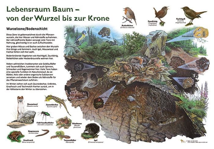 Welche Tiere Leben In Der Wurzelschicht shop.natur-im-bild.com