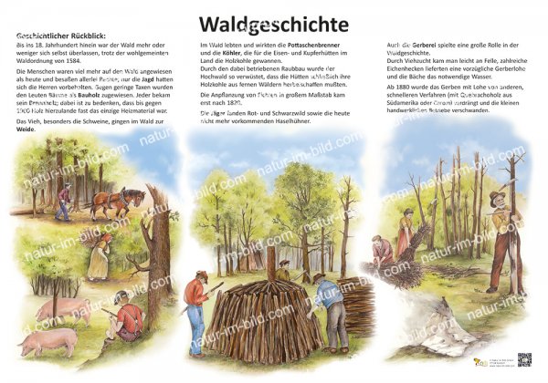 Waldgeschichte