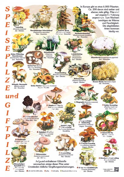 Speise- und Giftpilze