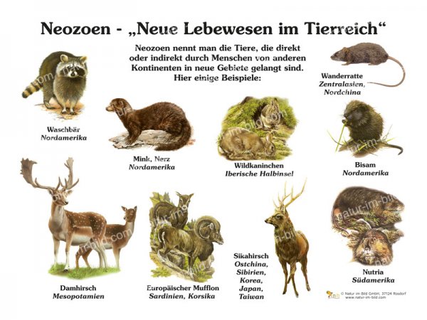 Neozoen - Neue Lebewesen im Tierreich