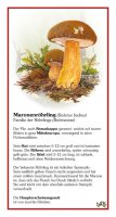 Maronenröhrling