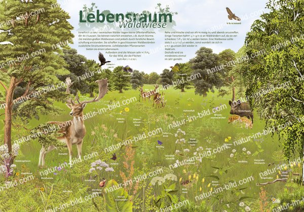 Lebensraum Waldwiese