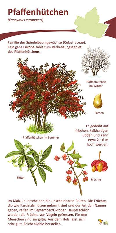 Pfaffenh-tchen-neu-15x30-