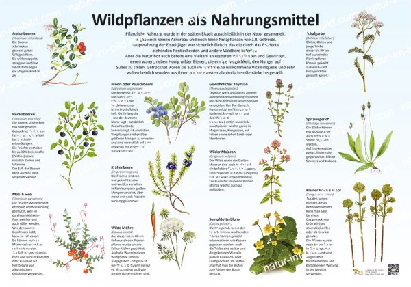 Wildpflanzen als Nahrungsmittel
