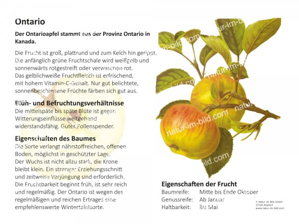 Ontarioapfel