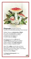 Fliegenpilz
