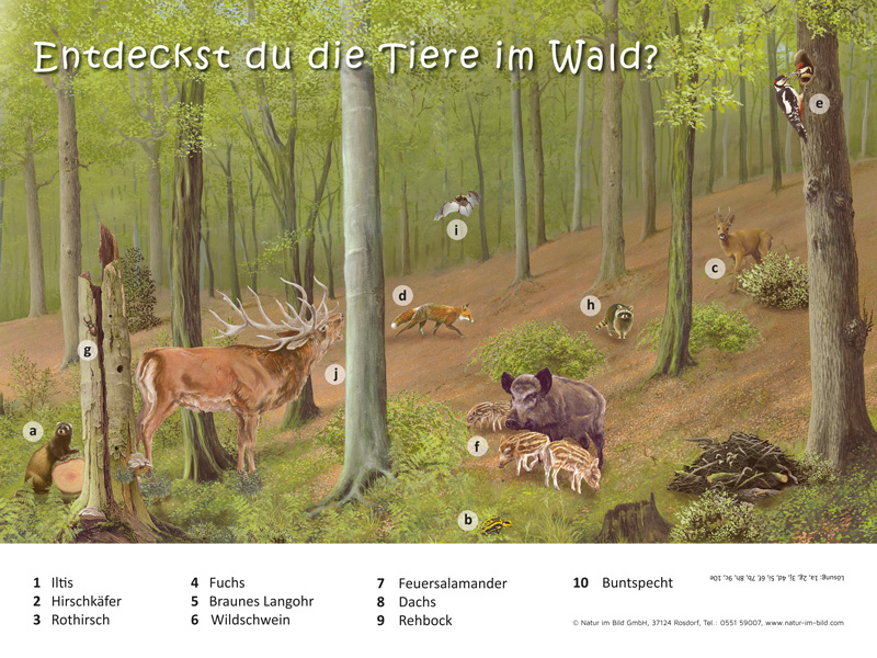 Entdeckst Du die Tiere im Wald | Quiztafel | Lehrtafeln | Natur im Bild