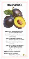 Hauszwetsche