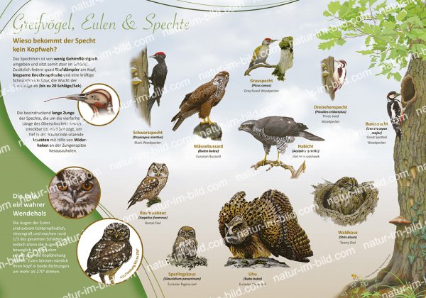 Greifvögel, Eulen & Spechte