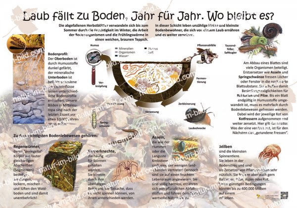 Laub fällt zu Boden, Jahr für Jahr. Wo bleibt es?