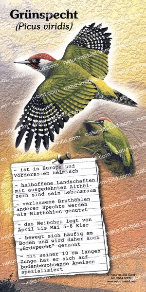 Grünspecht