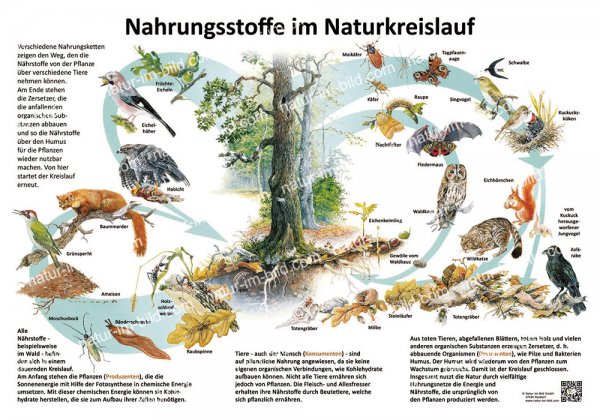 Nahrungsstoffe im Naturkreislauf