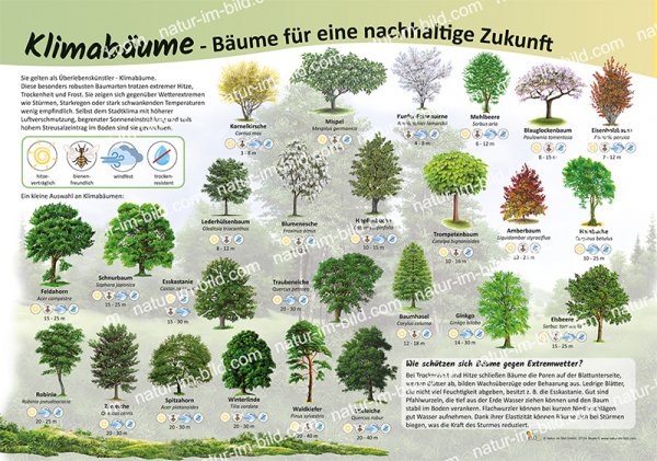 Klimabäume - Bäume für eine nachhaltige Zukunft