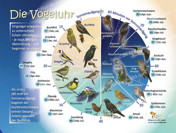 Die Vogeluhr
