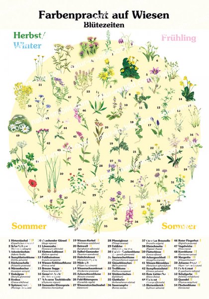 Farbenpracht auf Wiesen