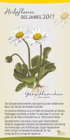 2017 Gänseblümchen