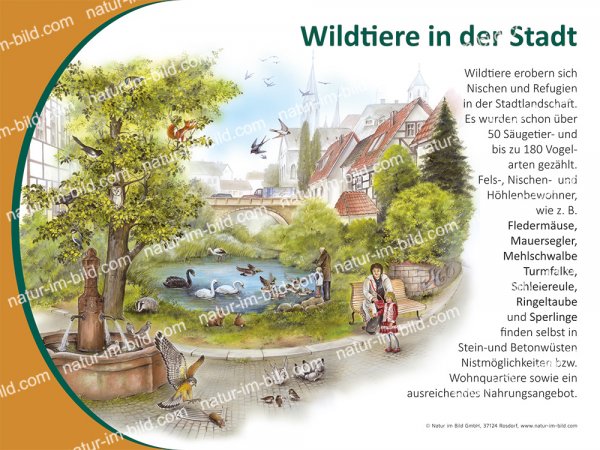 Wildtiere in der Stadt