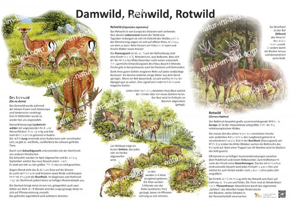 Damwild, Rehwild, Rotwild